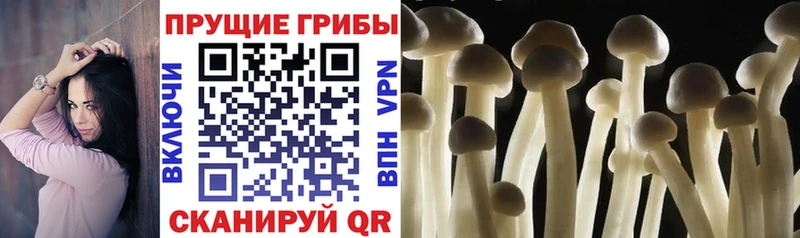 магазин    Валдай  МЕГА сайт  Псилоцибиновые грибы GOLDEN TEACHER 